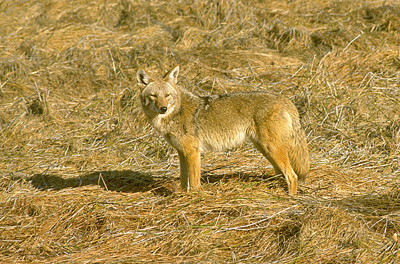 coyote