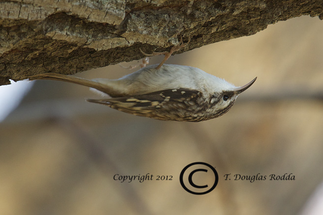 BROWN CREEPER
