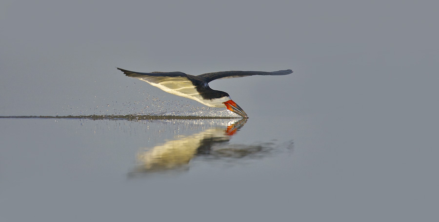 BLACK SKIMMER