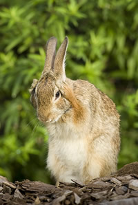 cottontail