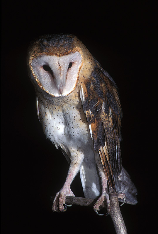 Barn Owl