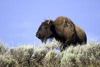 bison