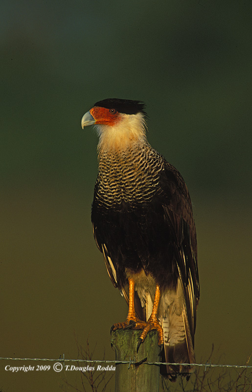 CARACARA