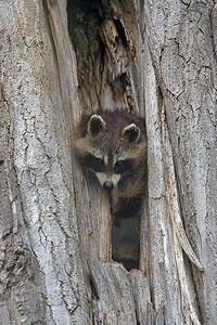 Raccoon