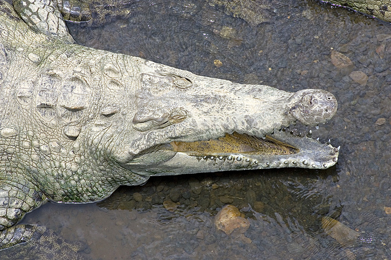 CROCODILE