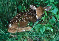 fawn