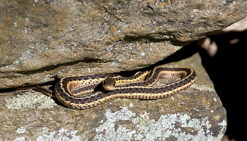 GARTER SNAKE