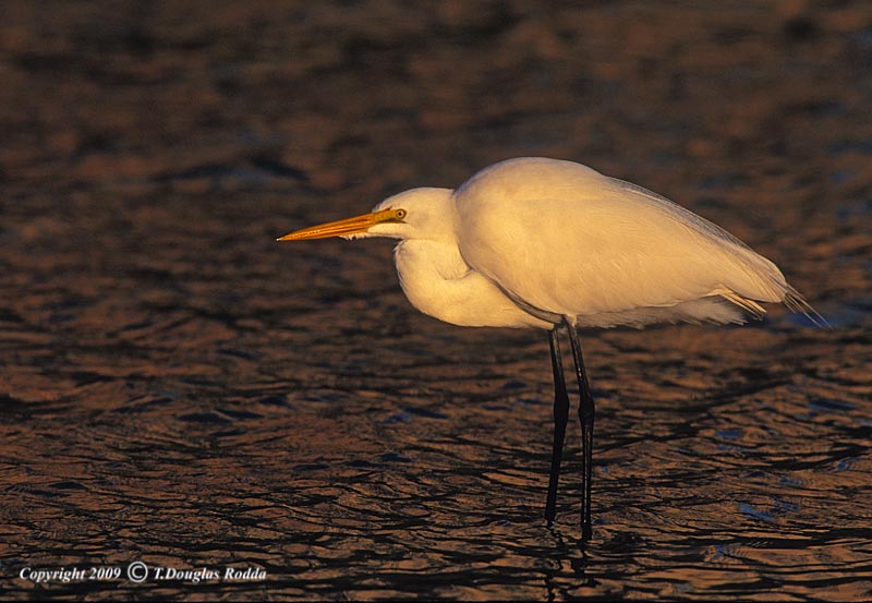 GREAT EGRET