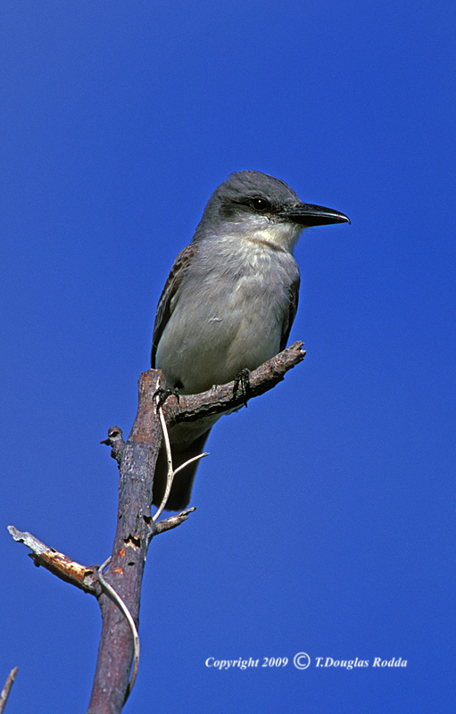Grey Kingbird