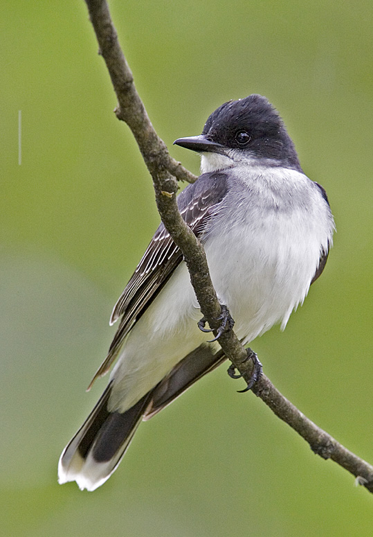 Eastern Kingbird