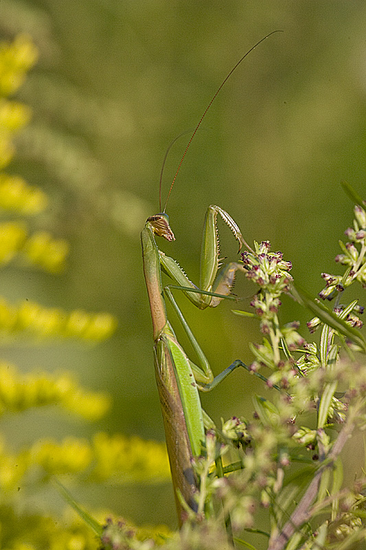 PRAYING MANTIS