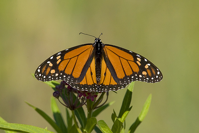 monarch