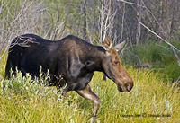 moose