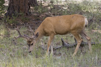 muledeer