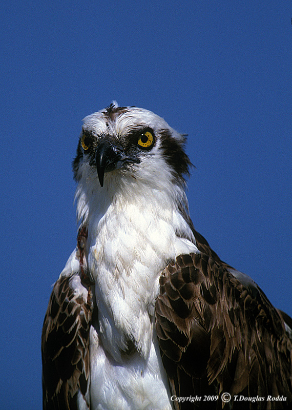 OSPREY