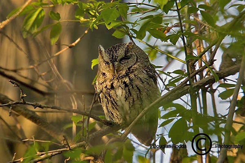 SCREECH OWL