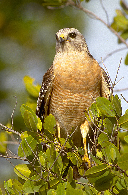 RED-SHOULDERED HAWK