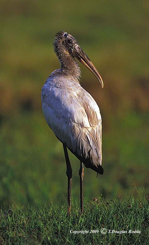 STORK